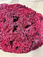 Vintage Red Pipe Coral - 19