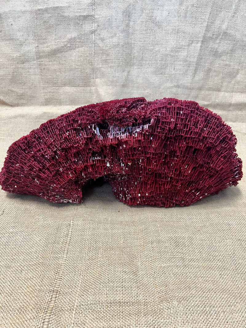 Vintage Red Pipe Coral - 19" - coralTideline