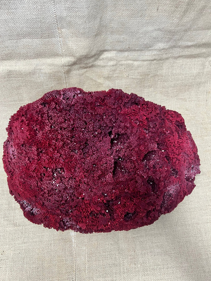 Vintage Red Pipe Coral - 19" - coralTideline