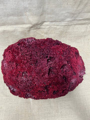 Vintage Red Pipe Coral - 19