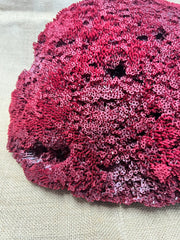 Vintage Red Pipe Coral - 19