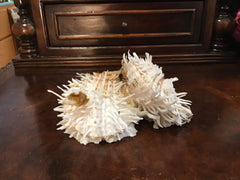 Vintage Spondylus 5.5