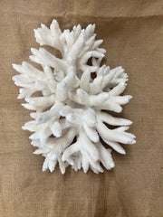 Vintage Stag Horn Coral - 17