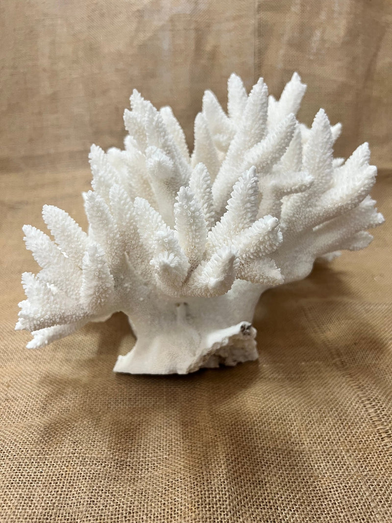 Vintage Stag Horn Coral - 17" - coralTideline