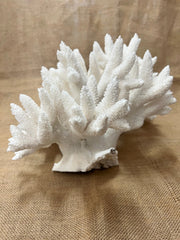 Vintage Stag Horn Coral - 17