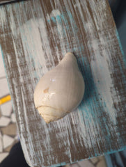 Vintage Turbinella Pyrumnapus pyrum Divine Conch Specimen Brown White Chank Religion Special Collectible Sacred Indian Ocean Seashell RARE - Etsy