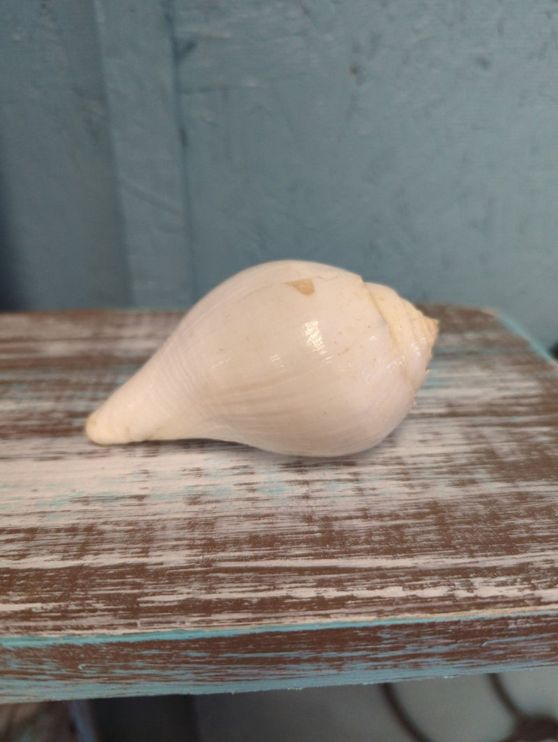 Vintage Turbinella Pyrumnapus pyrum Divine Conch Specimen Brown White Chank Religion Special Collectible Sacred Indian Ocean Seashell RARE - Etsy