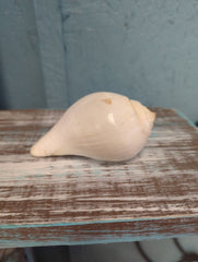 Vintage Turbinella Pyrumnapus pyrum Divine Conch Specimen Brown White Chank Religion Special Collectible Sacred Indian Ocean Seashell RARE - Etsy
