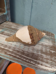 Vintage Turbinella Pyrumnapus pyrum Divine Conch Specimen Certification Brown White Chank Periostracum Sacred Indian Ocean Seashell RARE - Etsy