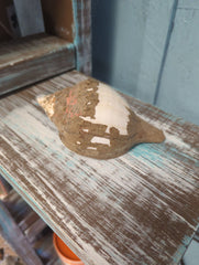 Vintage Turbinella Pyrumnapus pyrum Divine Conch Specimen Certification Brown White Chank Periostracum Sacred Indian Ocean Seashell RARE - Etsy