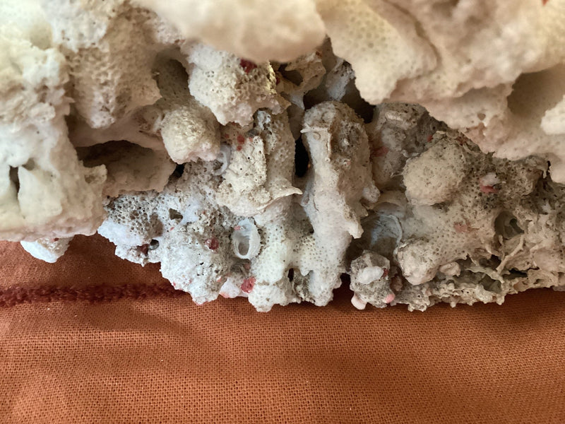 Vintage White 19" Coral EHC - Show - coralTideline