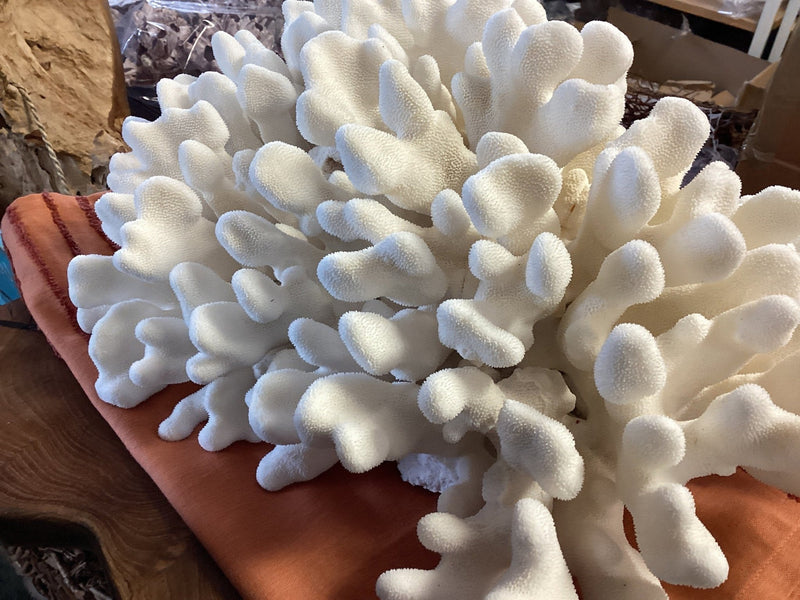 Vintage White 19" Coral EHC - Show - coralTideline