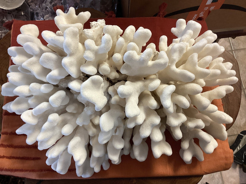 Vintage White 19" Coral EHC - Show - coralTideline