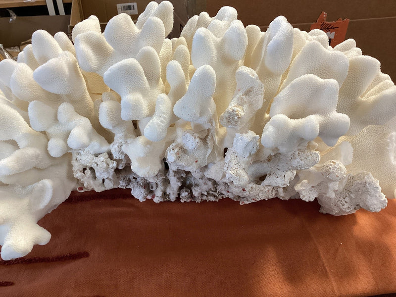 Vintage White 19" Coral EHC - Show - coralTideline