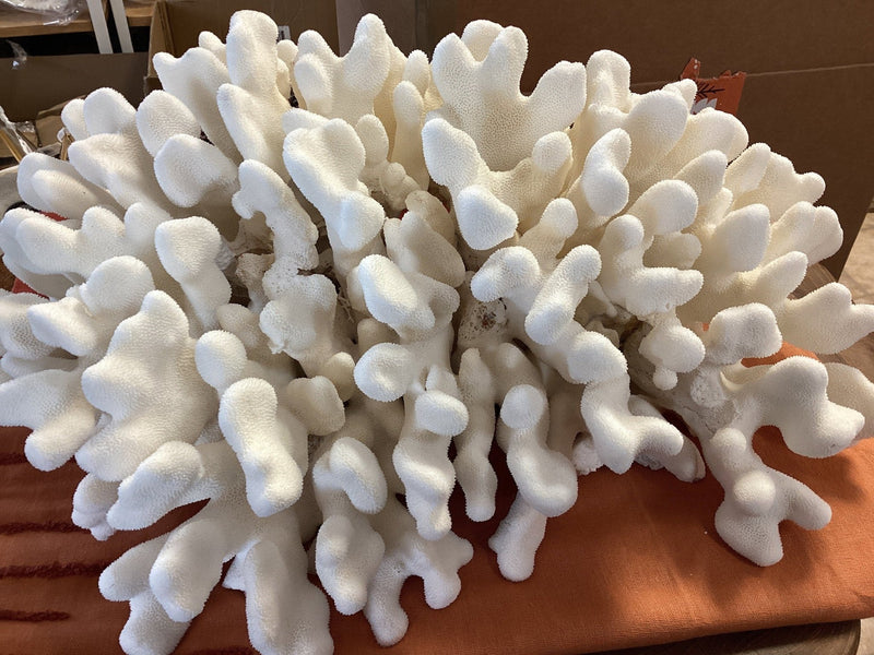 Vintage White 19" Coral EHC - Show - coralTideline