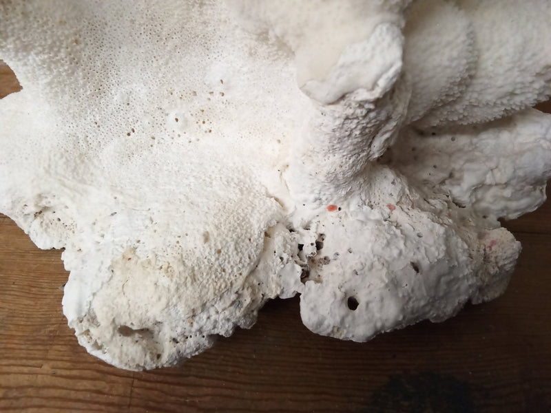 Vintage White Branch Coral - 14" - coralLoving Coastal Living