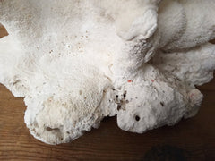 Vintage White Branch Coral - 14