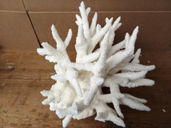 Vintage White Branch Coral - 14