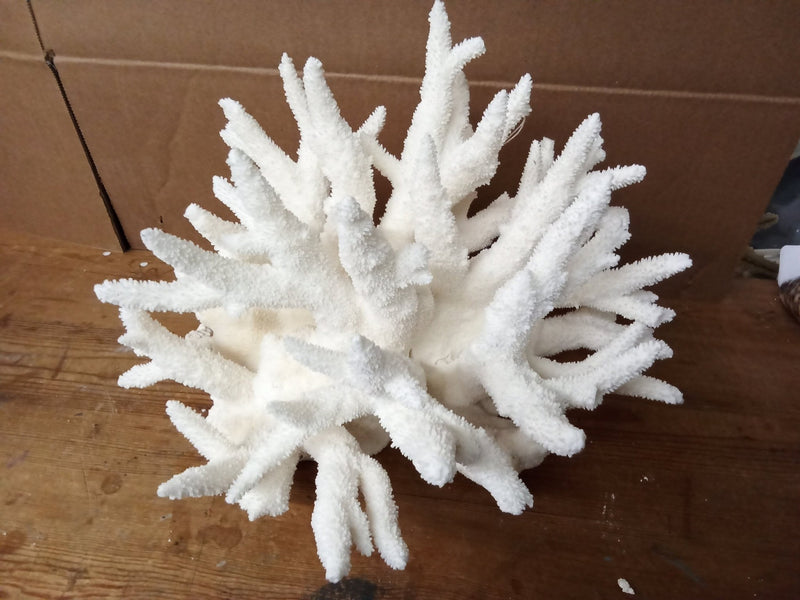 Vintage White Branch Coral - 14" - coralLoving Coastal Living