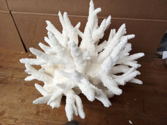 Vintage White Branch Coral - 14