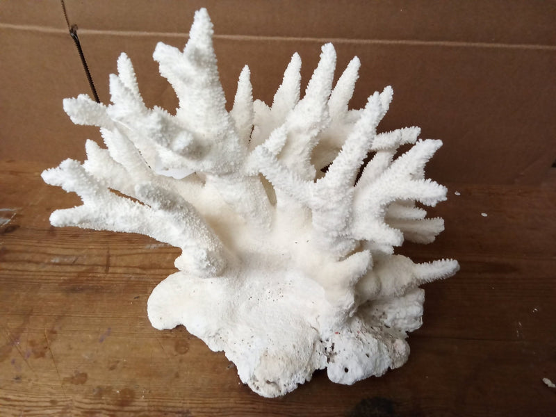 Vintage White Branch Coral - 14" - coralLoving Coastal Living