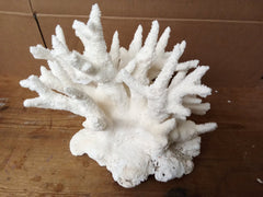 Vintage White Branch Coral - 14