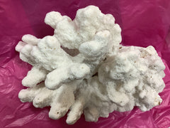 Vintage White Catspaw Coral - 13