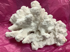Vintage White Catspaw Coral - 13