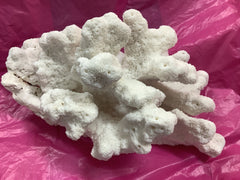 Vintage White Catspaw Coral - 13