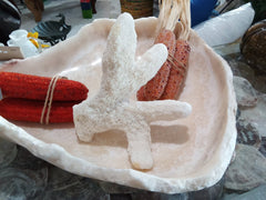 Vintage White Catspaw Coral - CoralTideline