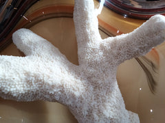 Vintage White Catspaw Coral - CoralTideline