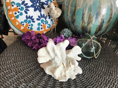 Vintage White Catspaw Coral - 8.5