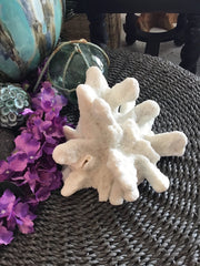Vintage White Catspaw Coral - 8.5