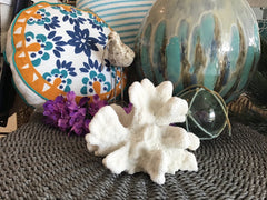 Vintage White Catspaw Coral - 8.5