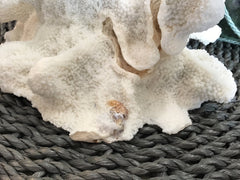 Vintage White Catspaw Coral - 8.5