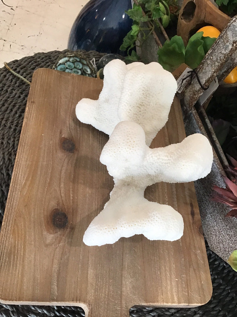 Vintage White Catspaw Coral - 9" - coralTideline