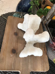 Vintage White Catspaw Coral - 9