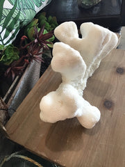 Vintage White Catspaw Coral - 9