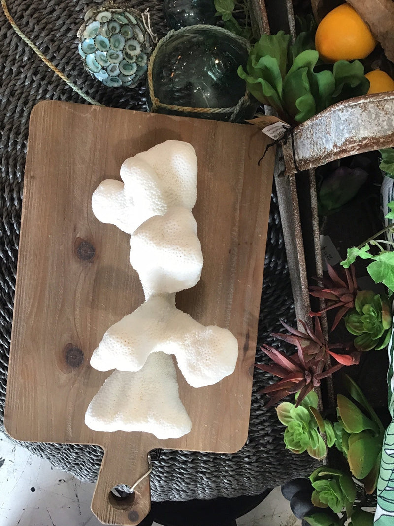 Vintage White Catspaw Coral - 9" - coralTideline