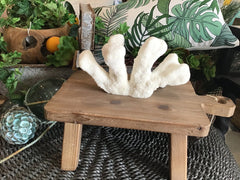 Vintage White Catspaw Coral - 9