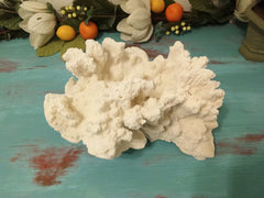 Vintage White Coral - 14