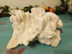 Vintage White Coral - 14