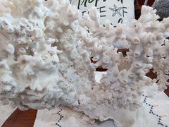 Vintage White Octopus Coral - 18