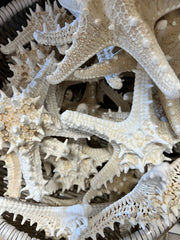 White Armoured Knobby Starfish - StarfishLoving Coastal Living