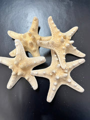 White Armoured Knobby Starfish - StarfishLoving Coastal Living