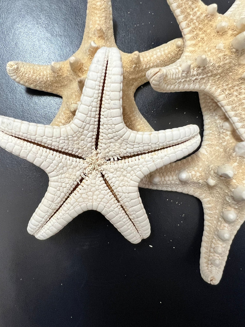 White Armoured Knobby Starfish - StarfishLoving Coastal Living