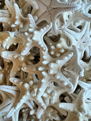 White Armoured Knobby Starfish - StarfishLoving Coastal Living