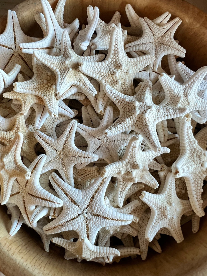 White Armoured Knobby Starfish - StarfishLoving Coastal Living