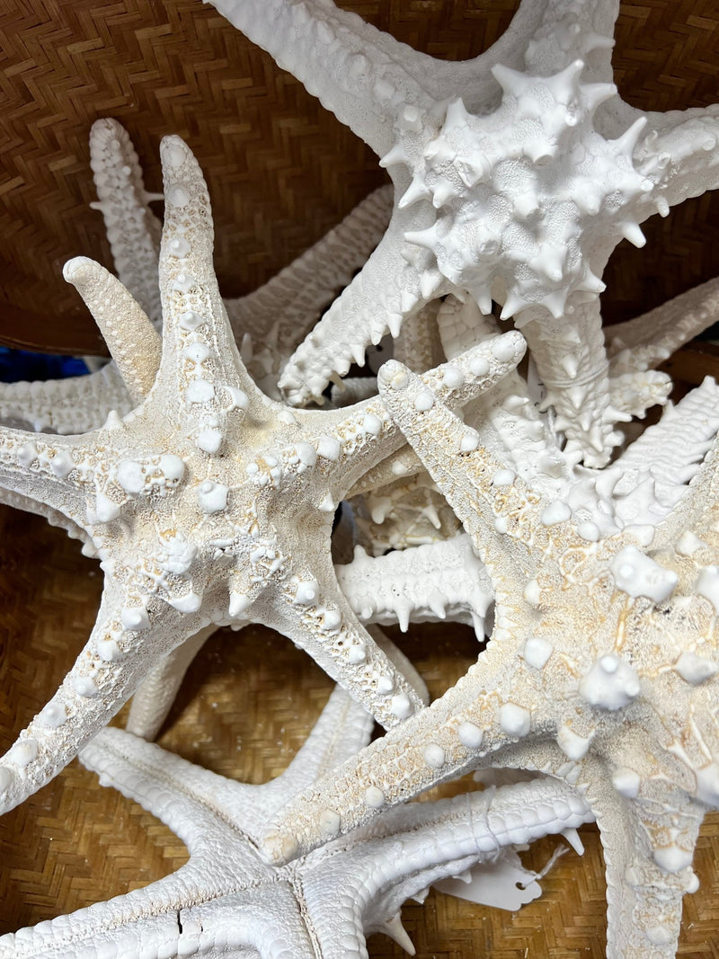 White Armoured Knobby Starfish - StarfishLoving Coastal Living