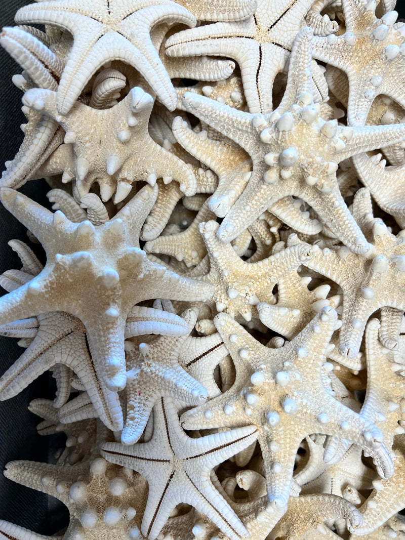 White Armoured Knobby Starfish - StarfishLoving Coastal Living